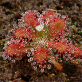 D_arenicola1_small