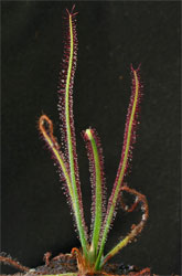 D_graminifolia2_small