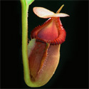 N_macrophylla_small