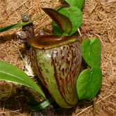 Nepenthes11_small