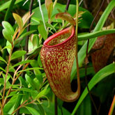 Nepenthes13_small