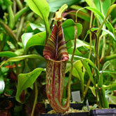 Nepenthes16_small