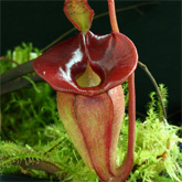 Nepenthes2_small