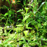 Nepenthes5_small