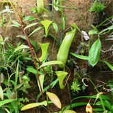 Nepenthes7_small