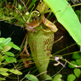 Nepenthes8_small