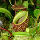 Nepenthes9_small