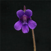 P_grandiflora3_small1