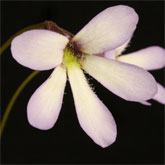 P_heterophylla10_small
