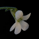P_heterophylla2_small