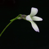 P_heterophylla6_small