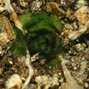 P_macrophylla1_small