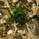 P_macrophylla1_small1