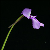 P_macrophylla_pale1_small