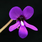 P_macrophylla_small1
