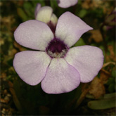 P_rotundiflora2_small