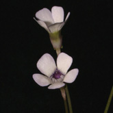 P_rotundiflora3_small