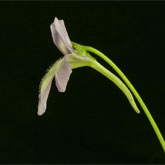 P_vallisneriifolia10_small