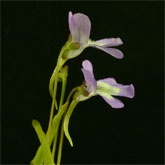 P_vallisneriifolia12_small