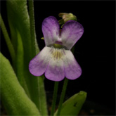 P_vallisneriifolia2_small