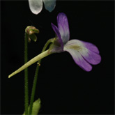 P_vallisneriifolia3_small