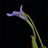 P_vallisneriifolia4_small