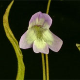 P_vallisneriifolia5_small