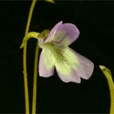 P_vallisneriifolia6_small