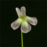 P_vallisneriifolia8_small
