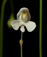 U_nephrophylla1_small