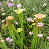 sarracenia1_small1