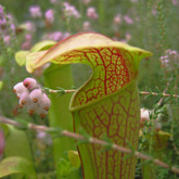 sarracenia2_small1