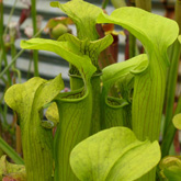 sarracenia3_small