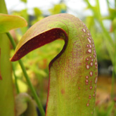 sarracenia4_small