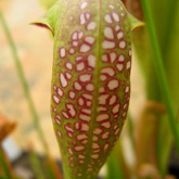 sarracenia5_small