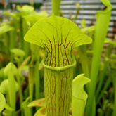 sarracenia6_small