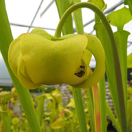 sarracenia_bluete