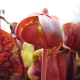 sarracenia_bluete2_small