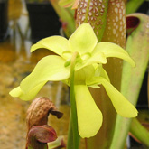 sarracenia_bluete3_small