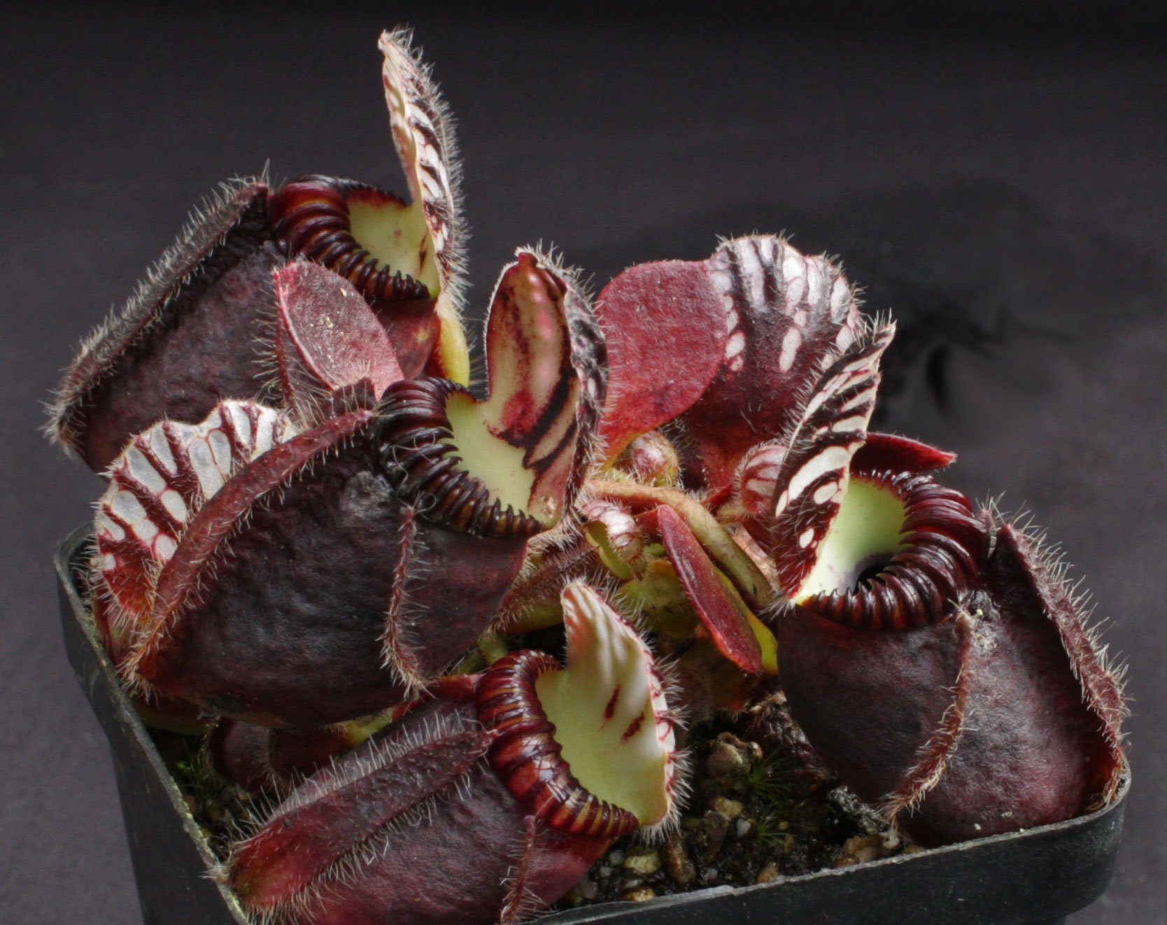 Cephalotus.jpg