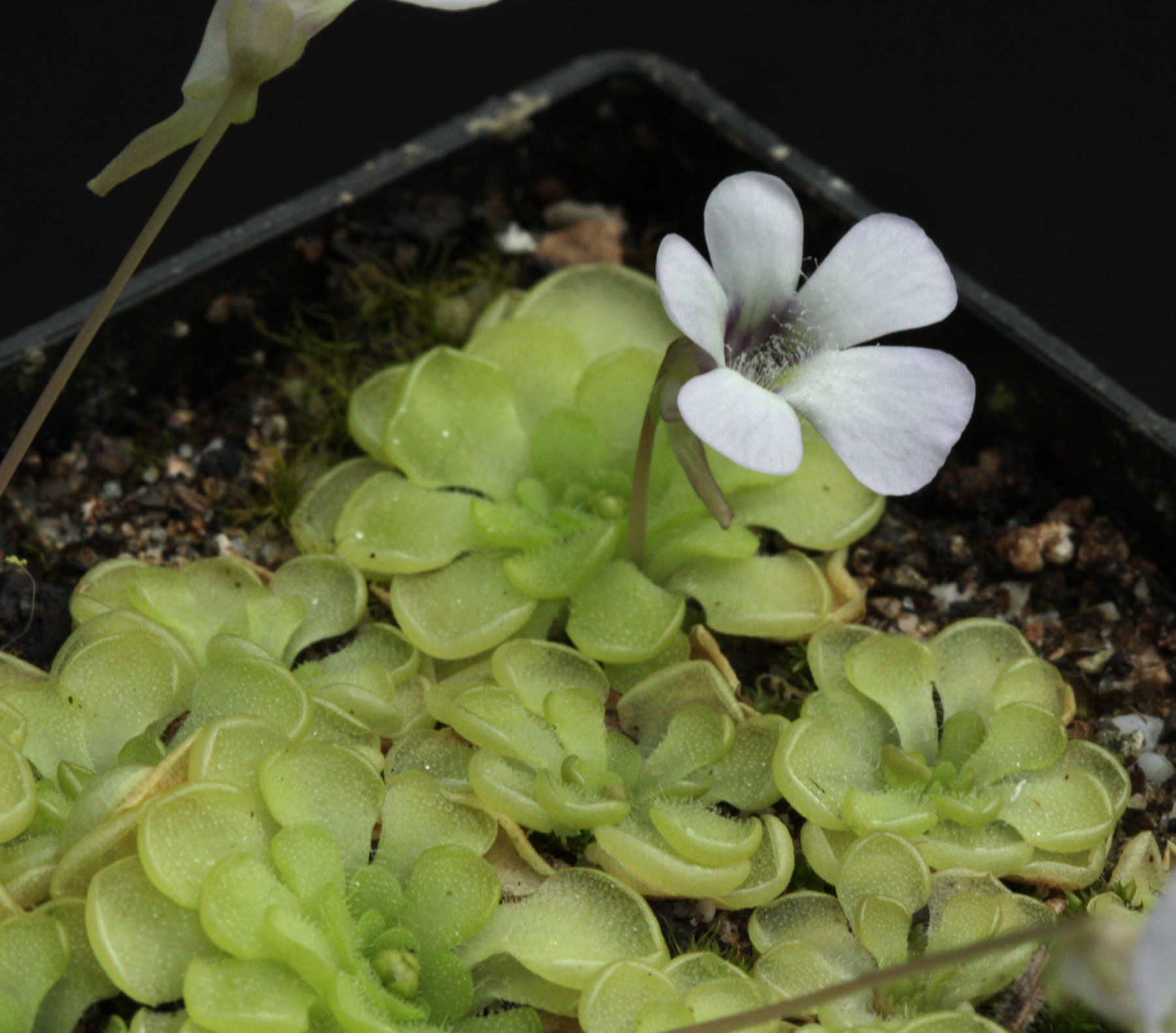 P_rotundiflora.jpg